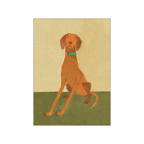 Ellie the vizsla